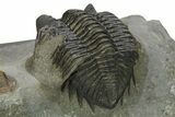 Detailed Coltraneia Trilobite Fossil - Huge Faceted Eyes #273804-4